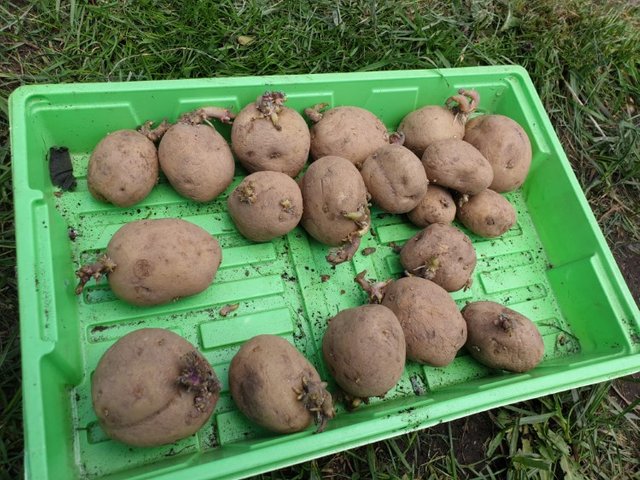 Maris piper and desire potatoes