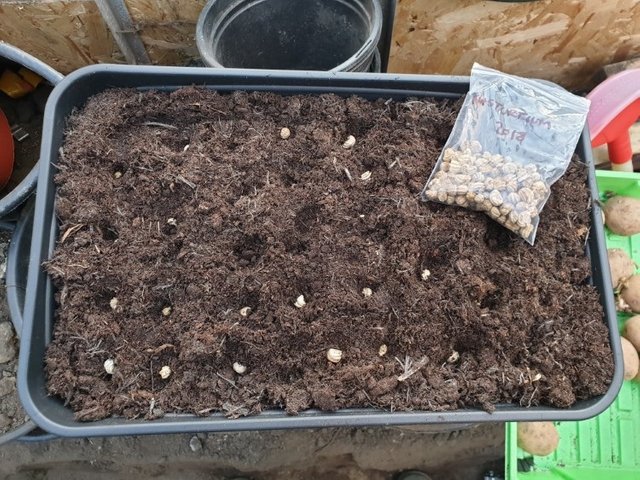sowing seeds 