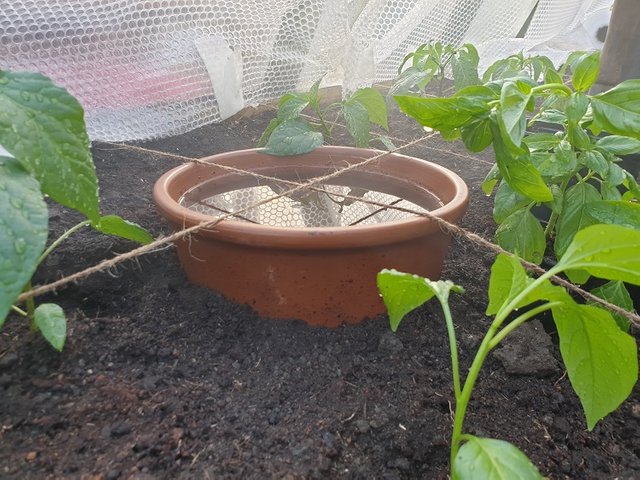 olla pot in greenhouse raised bed