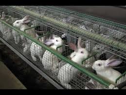 Image result wey dey for IMAGE OF a group RABBIT IN CAGE METHOD