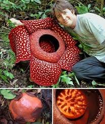 Rafflesia arnoldii