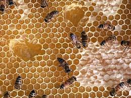 نتيجة بحث الصور عن ‪honey‬‏