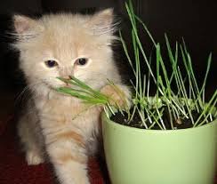 Image result for cat eat grass