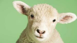 Image result for lamb