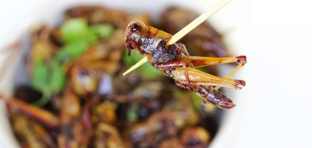 8 Reasons Why Eating Insects Is The Future of Food