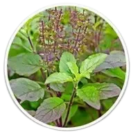 Holy basil