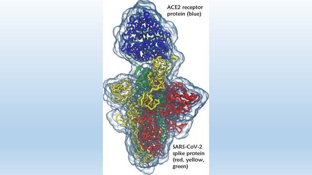 SARS2 spike protein that attacks