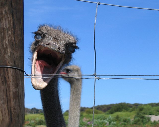 Fence Friday ~ Cape Town edition