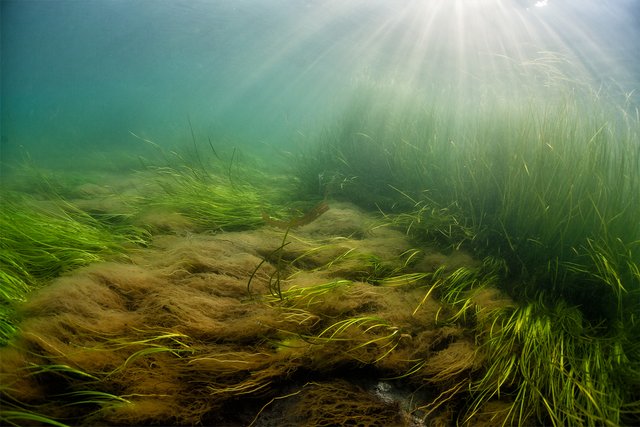 Water plant magic