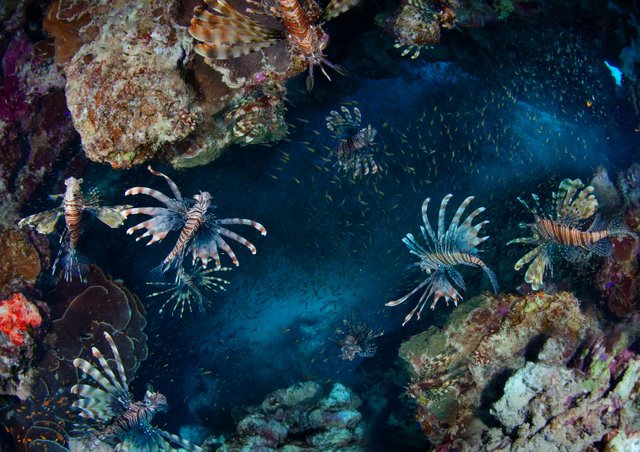 Lionfish Canyon