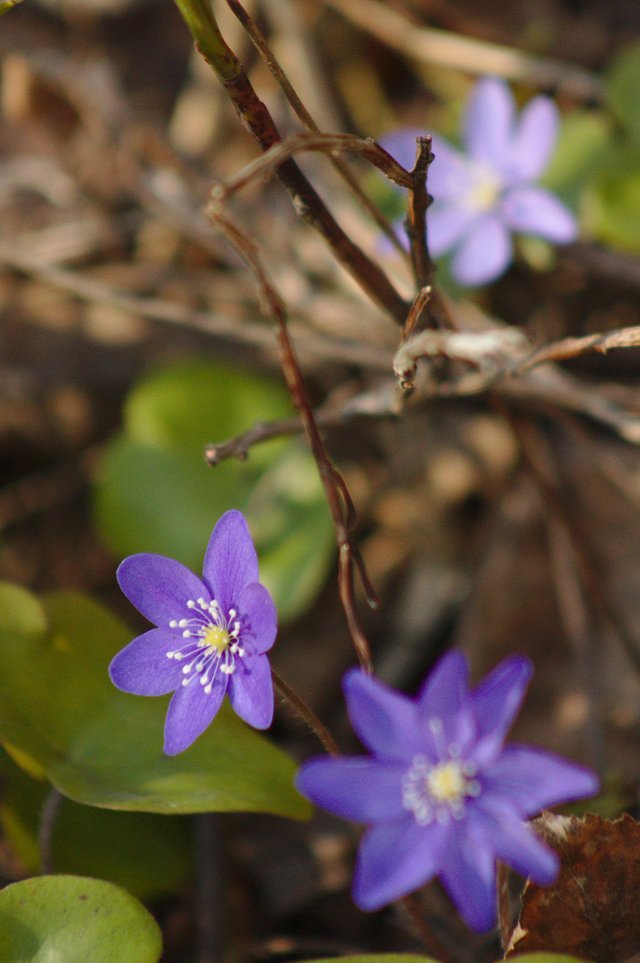 Sinivuokko :: Liverwort (Anemone hepatica)