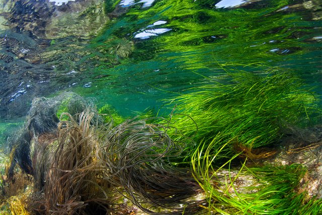 Water plant magic