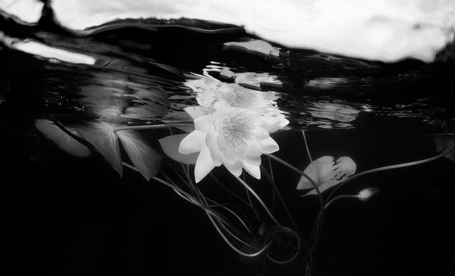 Water lily black