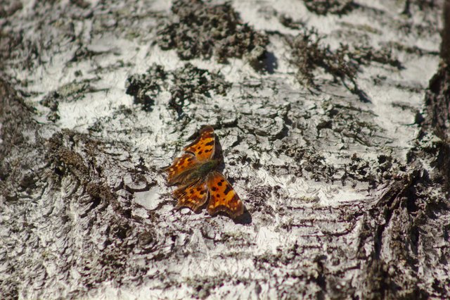 Small tortoiseshell