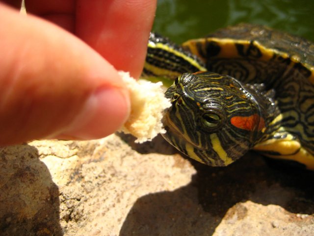 What Can I Feed a Wild Turtle  