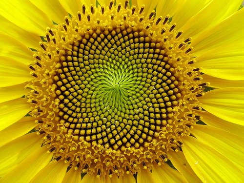 Girasol