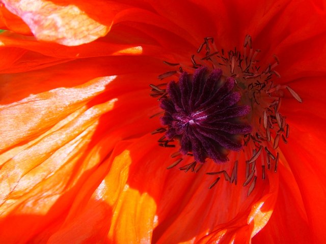 Papaver orientale / Мак восточный, мак малолистный