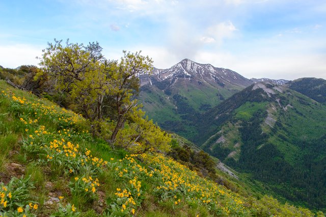 Yellow Flower Mountain Slope