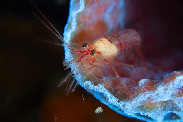 Shrimp in the rainbow sponge