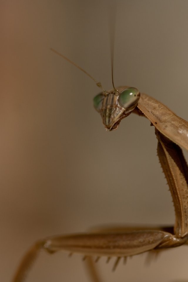 Close Up Praying Mantis