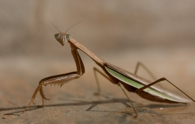 Praying Mantis