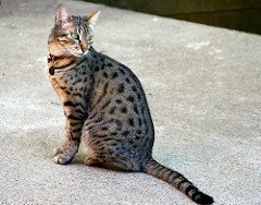 Egyptian Mau by Muffet, on Flickr