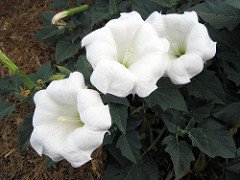 Sacred datura by ZionNPS, on Flickr