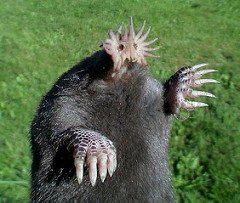 scary_animals_star_nosed_mole