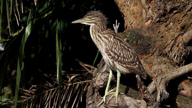 Ardeidae Nankeen Nigh Heron Immature Melbourne n3 2017-04-24