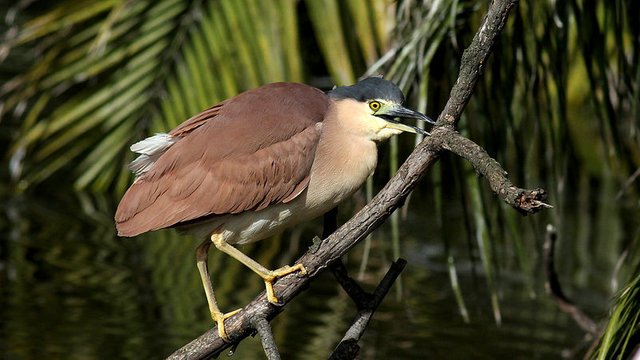 Ardeidae Nankeen Nigh Heron Melbourne n1 2017-04-24