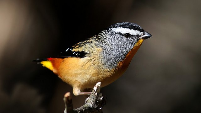Pardalote-Spotted-BY-2015-04-19
