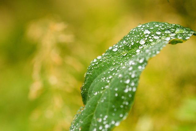 Raindrops