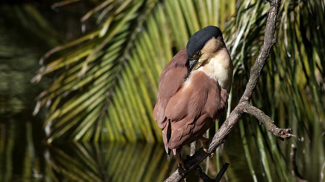 Ardeidae Nankeen Nigh Heron Melbourne n4 2017-04-24