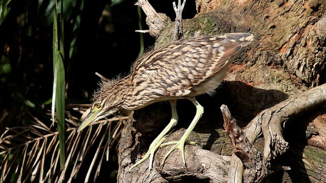 Ardeidae Nankeen Nigh Heron Melbourne n2 2017-04-24