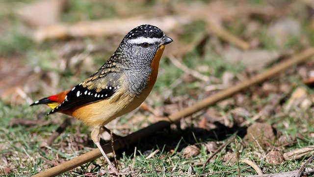 Pardalote-Spotted-BY-2015-04-19-n2