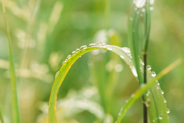 Raindrops