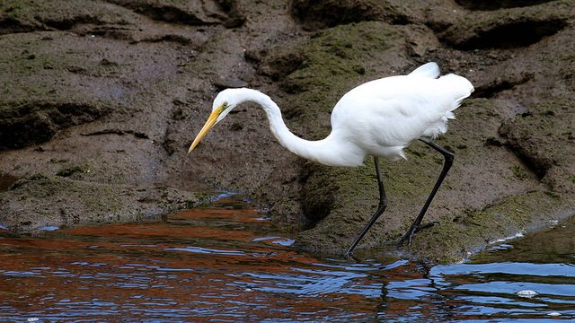 Great Egret -Camp_Creek-Wynyard-2012-10-21