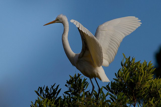 Great Egret -Inglis River-2015-06-30