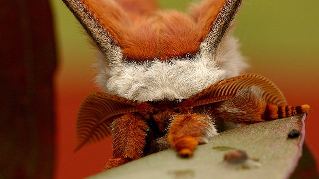 Saturniidae Opodiphthera helena BY MV n3 20061030