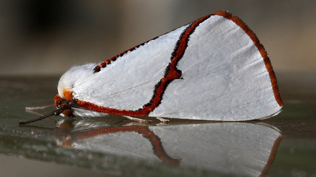 Geometridae Thalaina selenaea BY 20170316