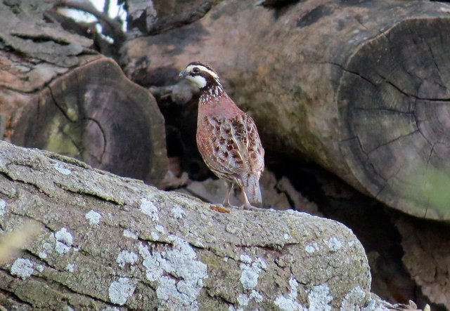 Northern Bobwhite