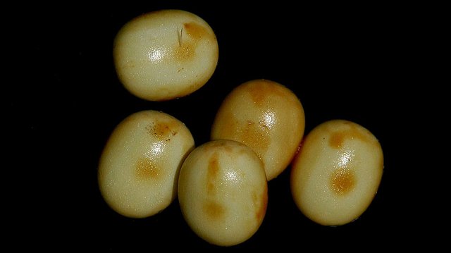 Saturniidae Opodiphthera helena Eggs 20081020