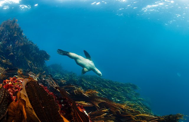 Moneron sea lions