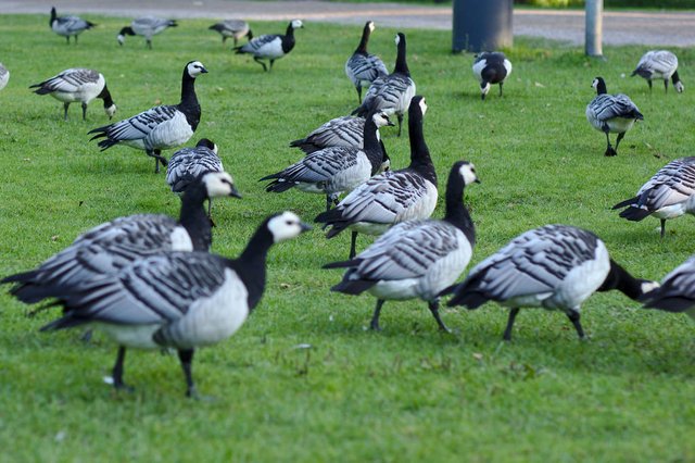 Migrating Barnacle geese