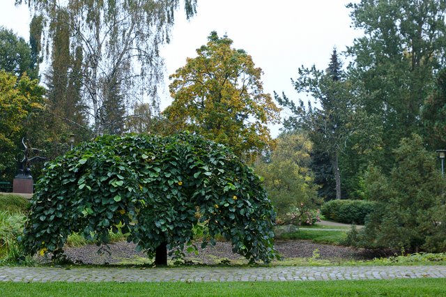 Tree in Park