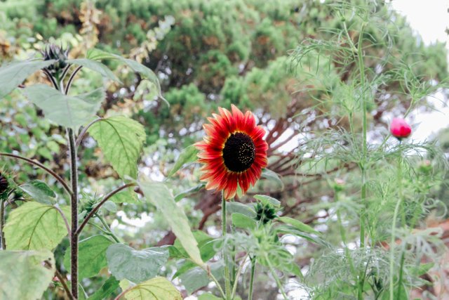 Sintra flowers