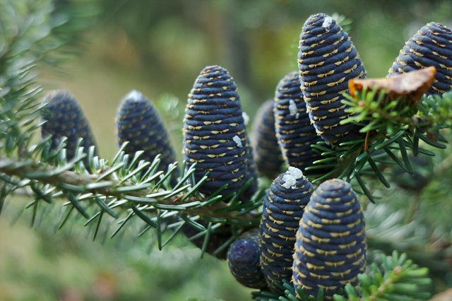 Korean fir cones (95/365)