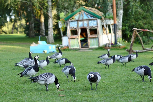 Migrating Barnacle geese