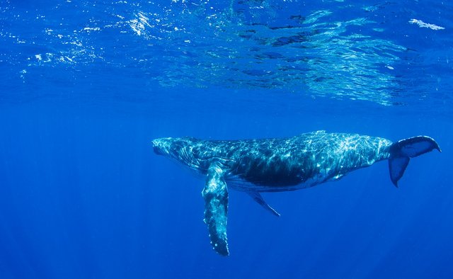 #1 Swimming with whales, Vava'u, Tonga Islands