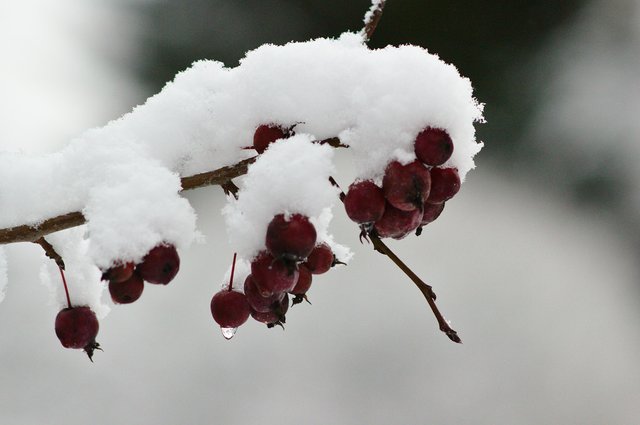 snow and berries